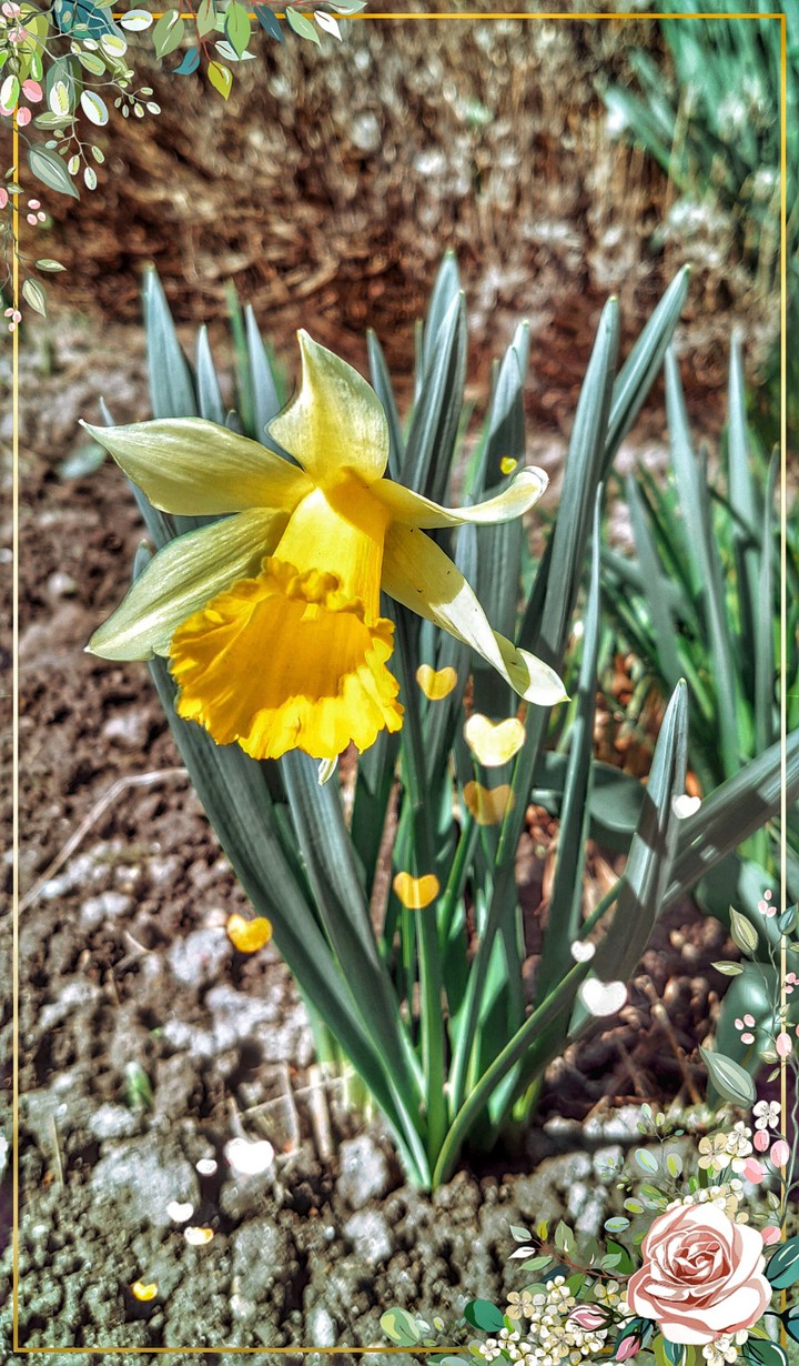 Flower