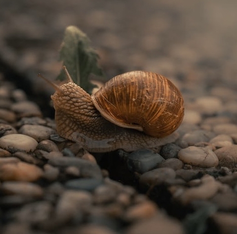 fondos de pantalla landscapes, Shell