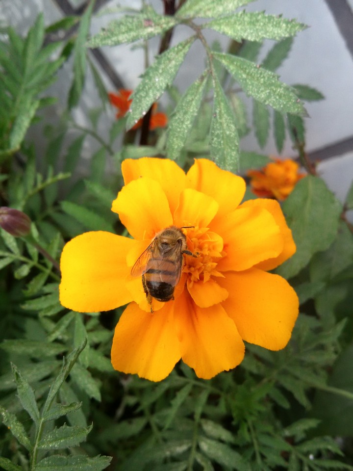 Live Bee