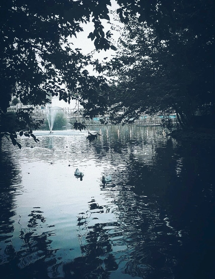 #park #duck #swimming #water #tree #shadow