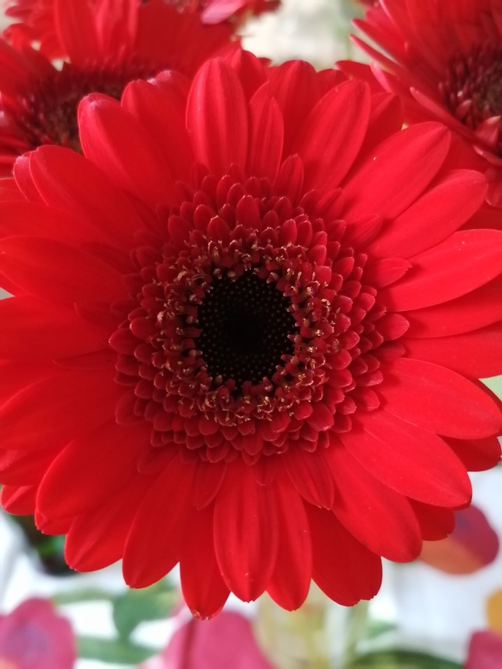 Blume