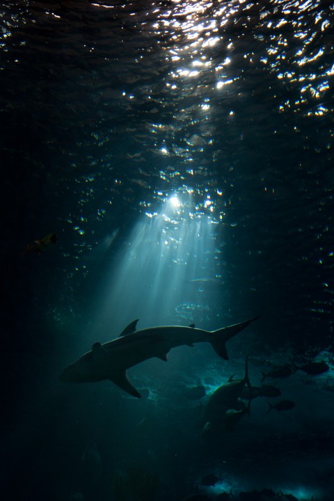 hình nền ocean, Fish