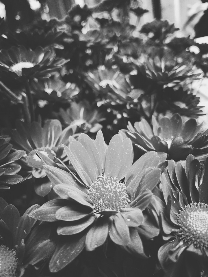 Flowers on Pots
