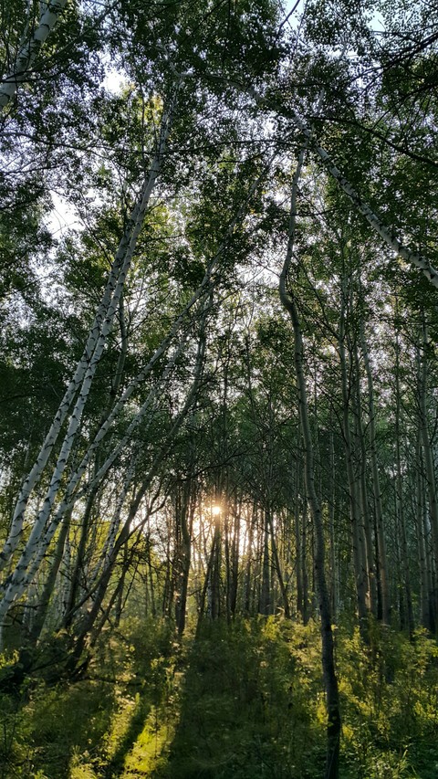 Forest in Belagash