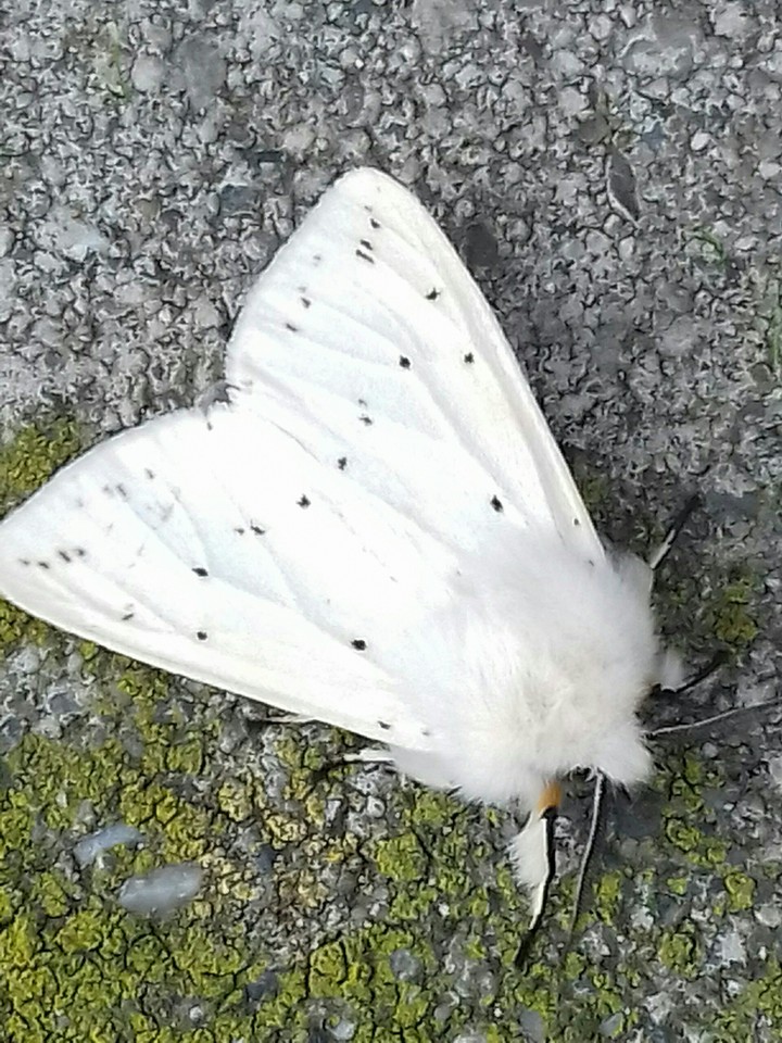 beautiful moth☺