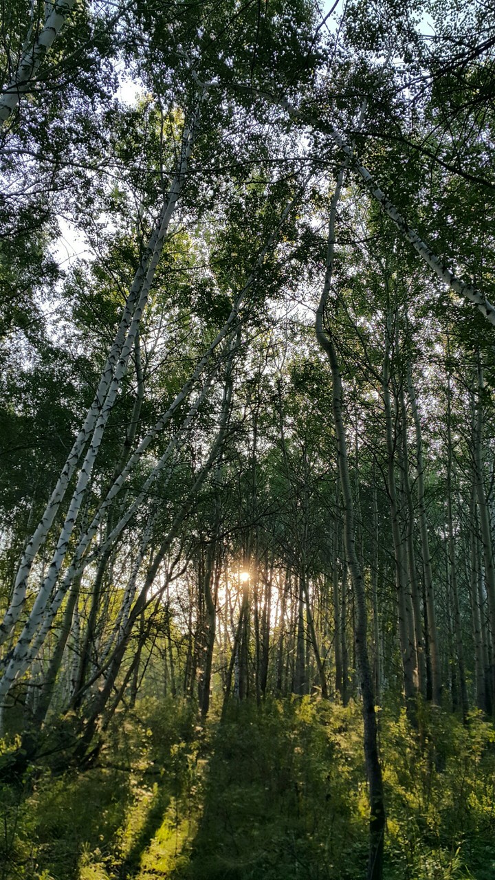 Forest in Belagash