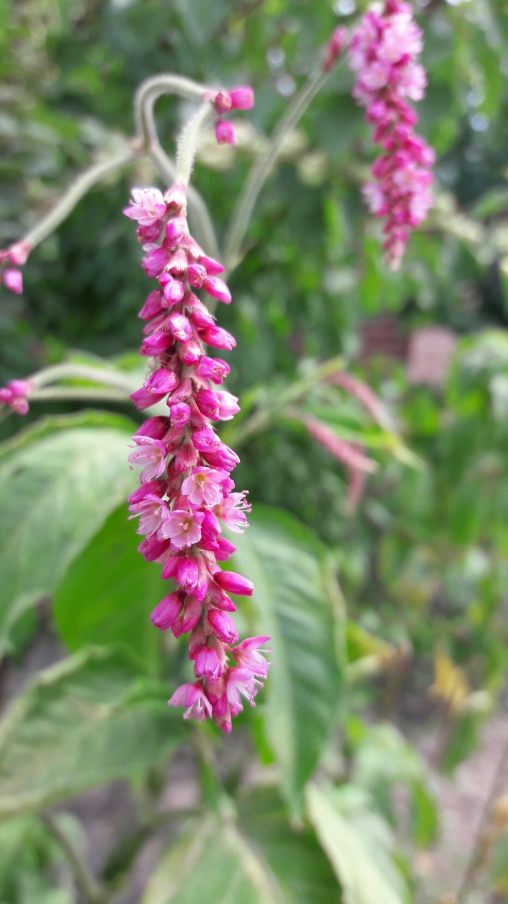 Pink flower