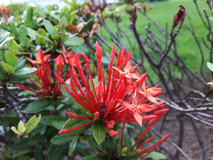 Hibiscus Flowers