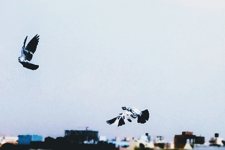birds
