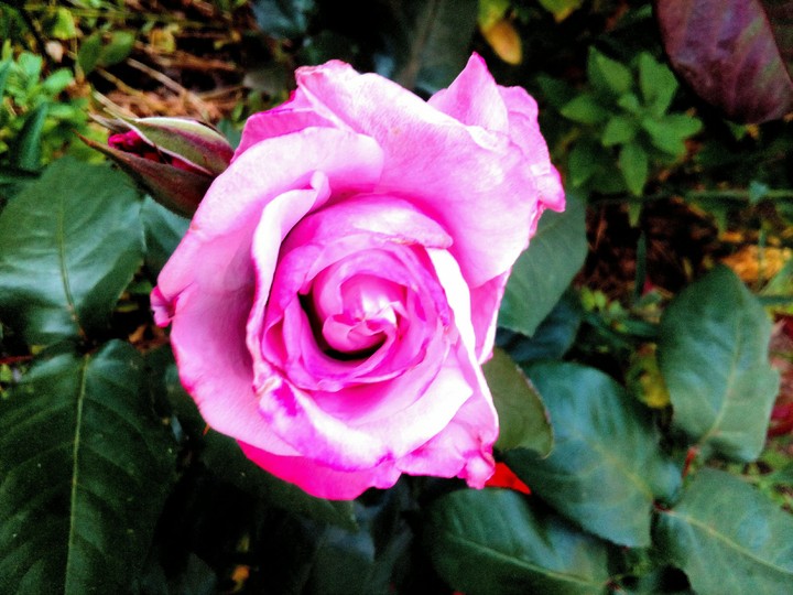 Neon Pink rose