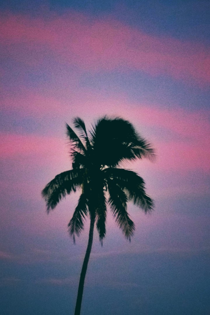 Palmera