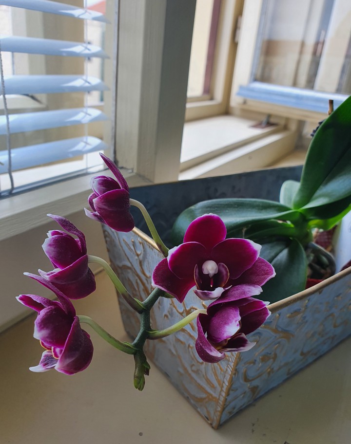 beauty of orchids