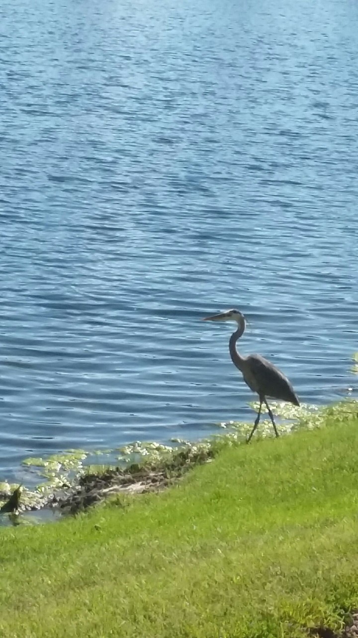 duck
