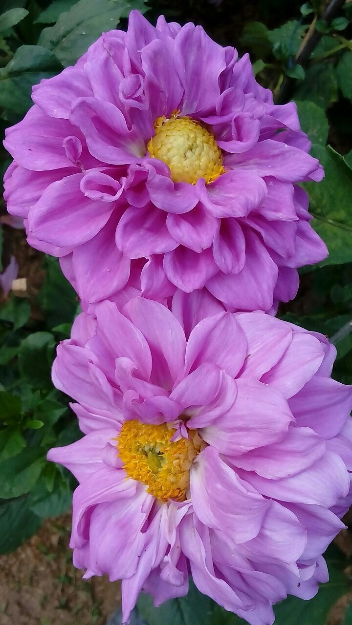 Fleurs