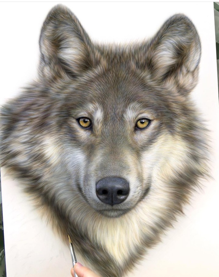 canis Lupus