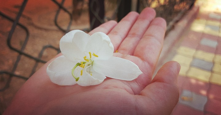 flower