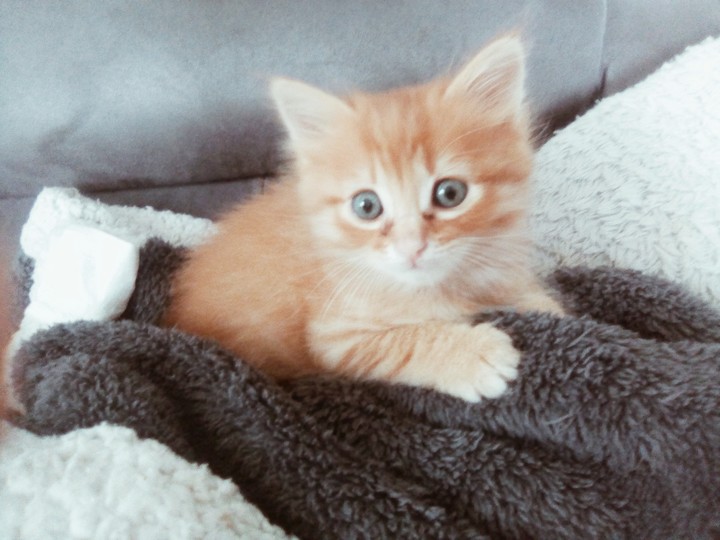 mon chat