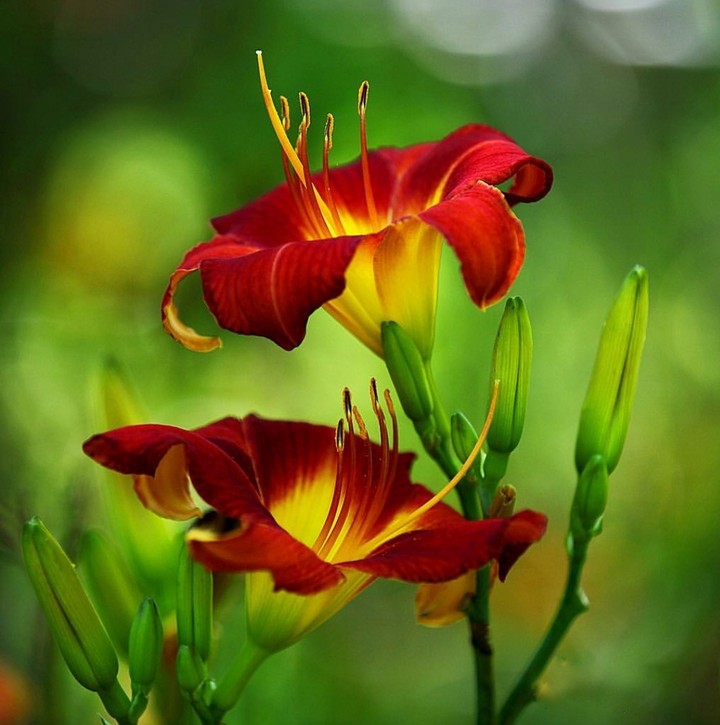 lily