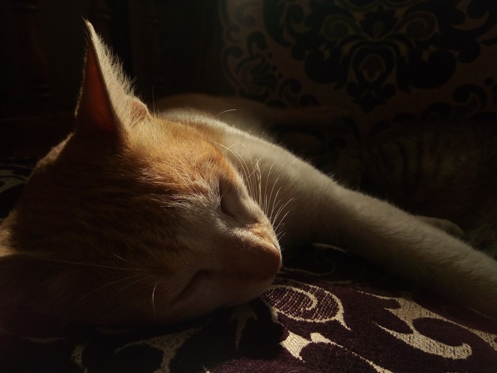 cat