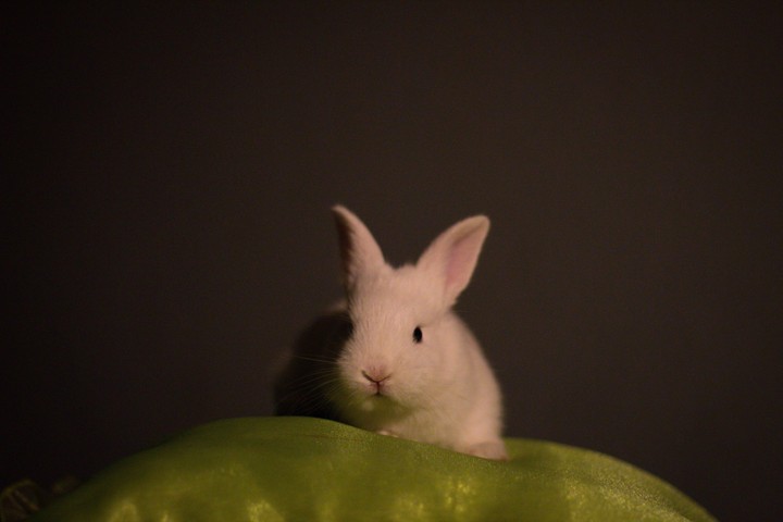 animal