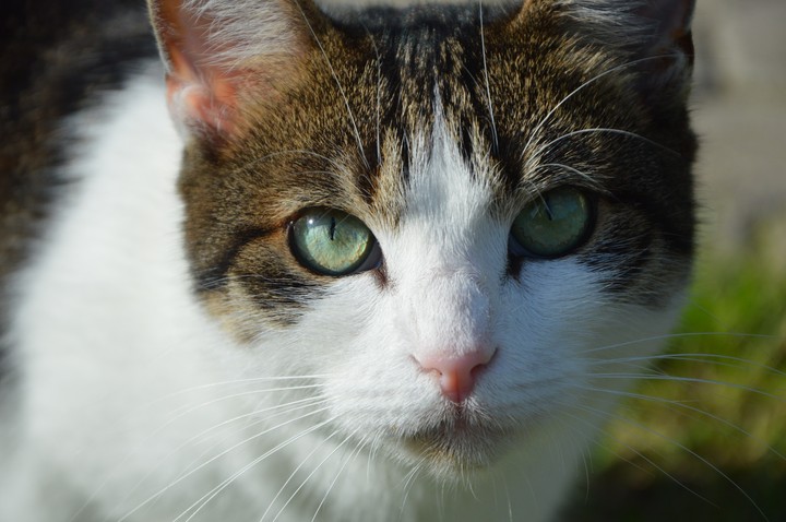 cat eyes