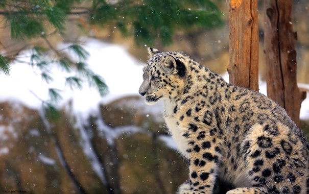 snow leopard