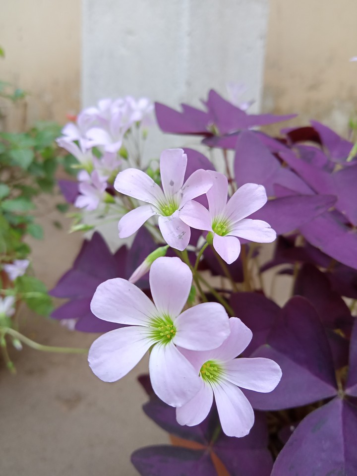 oxalis