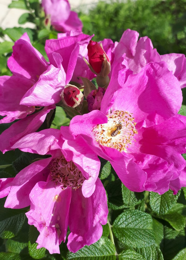 Dogrose