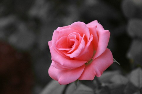 rose