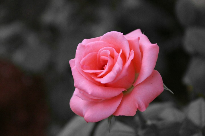 rose