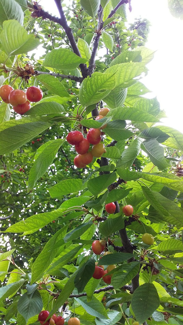 вишня