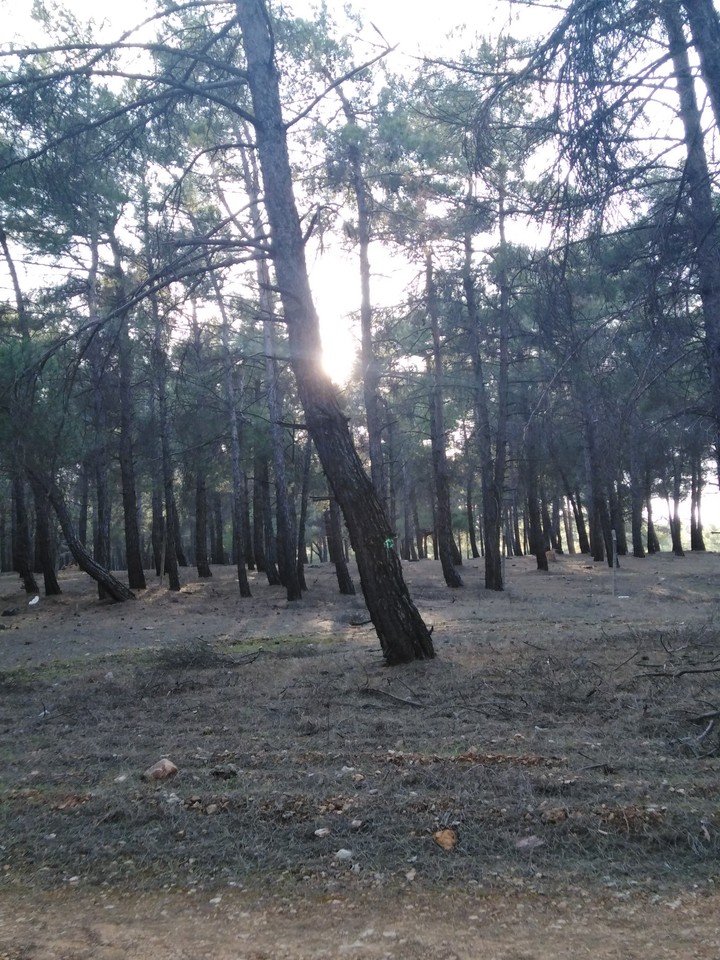 AKŞAM GÜNEŞİ
