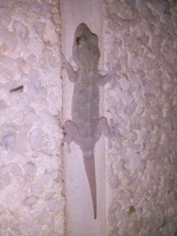 Kleiner Hausgecko