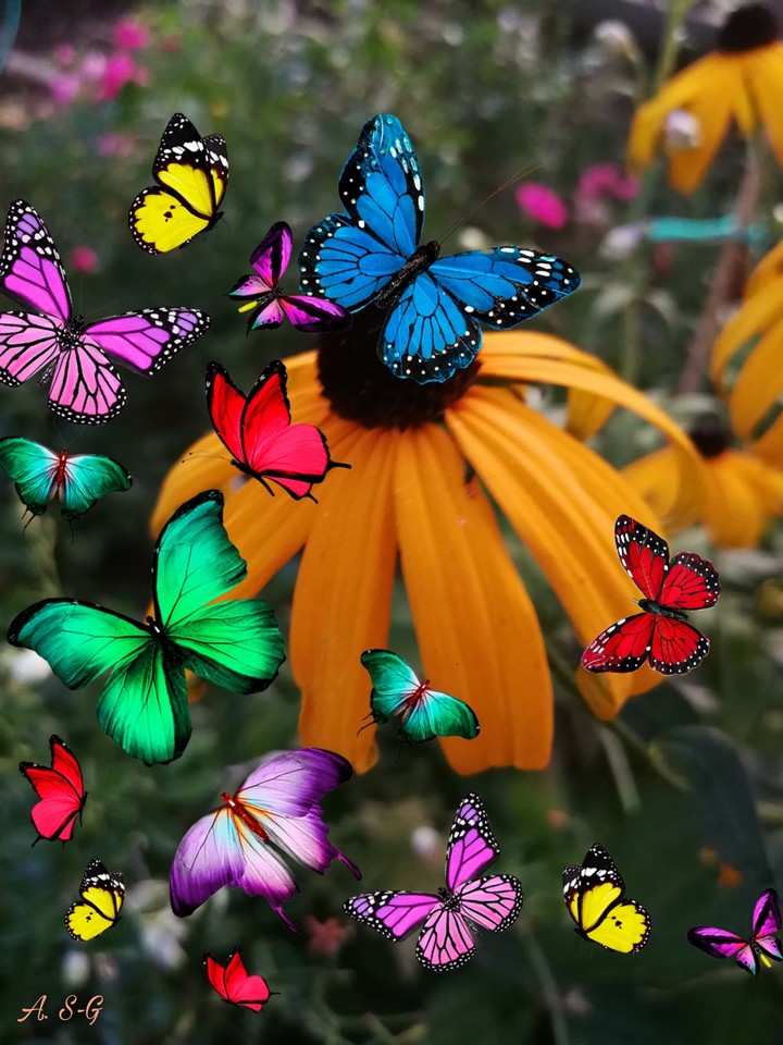 Schmetterlinge