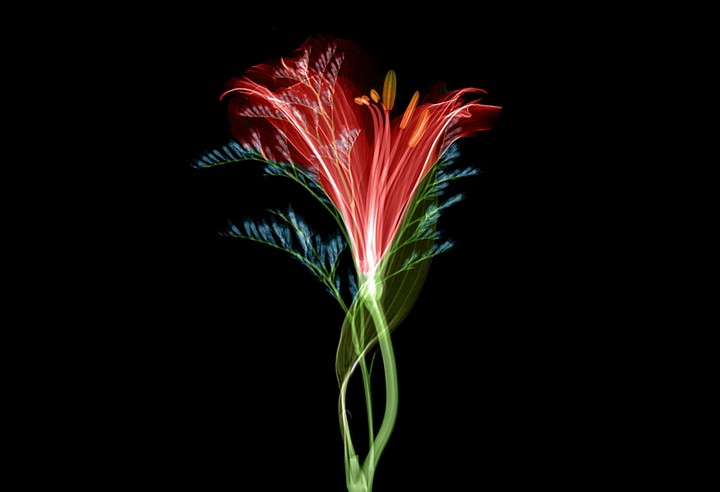 flower abstract