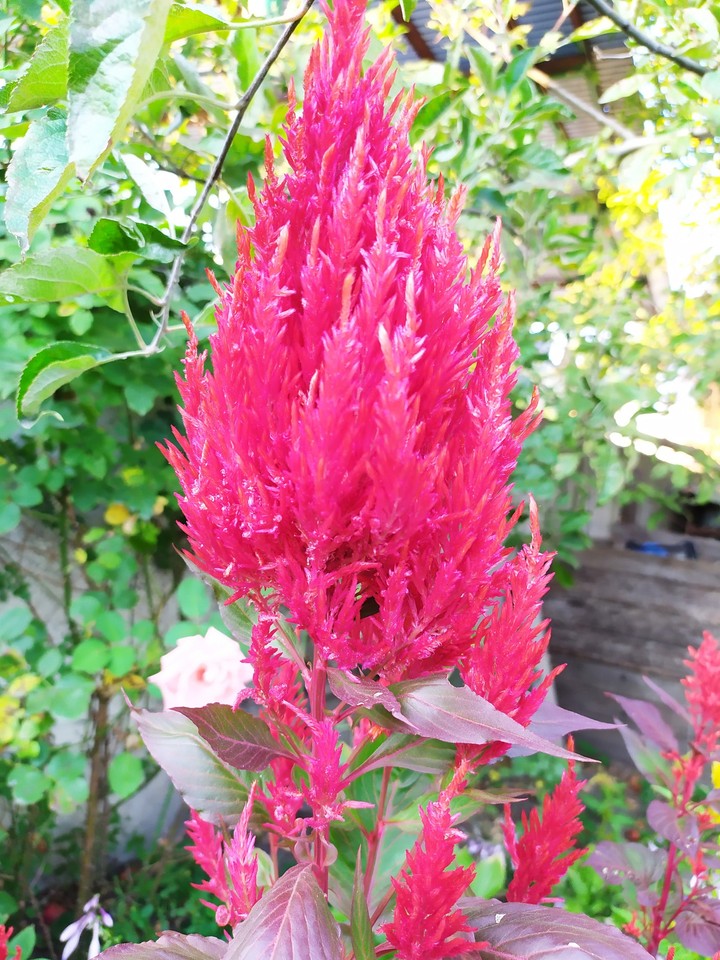 flower