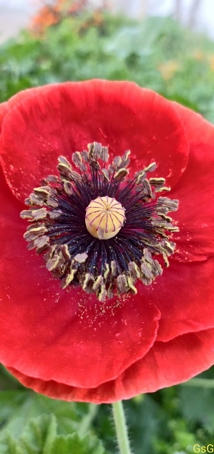 Papaver rhoeas or common poppy flower