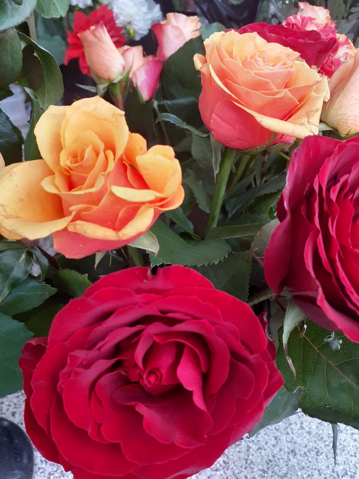 Roses