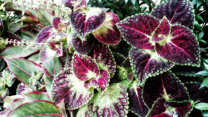 Purple Leaves