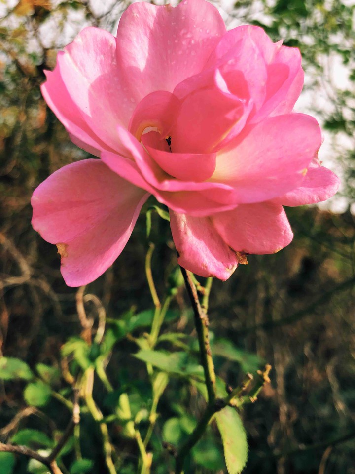 Pick Flower