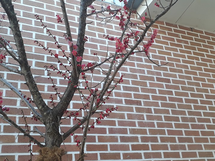 학교에 핀 꽃