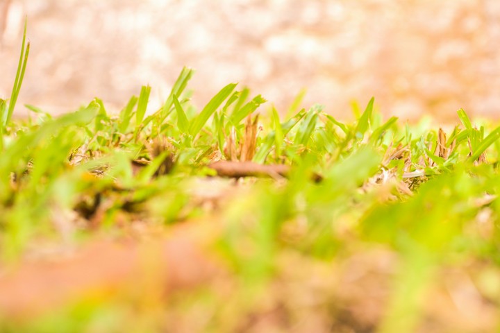 green grass