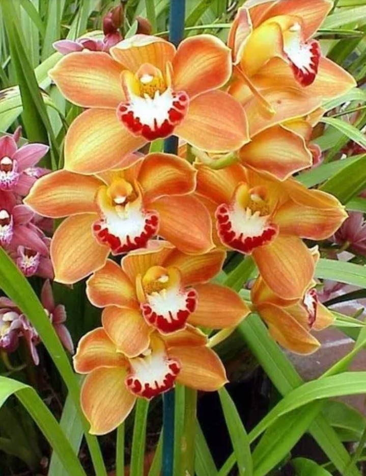 orquídea