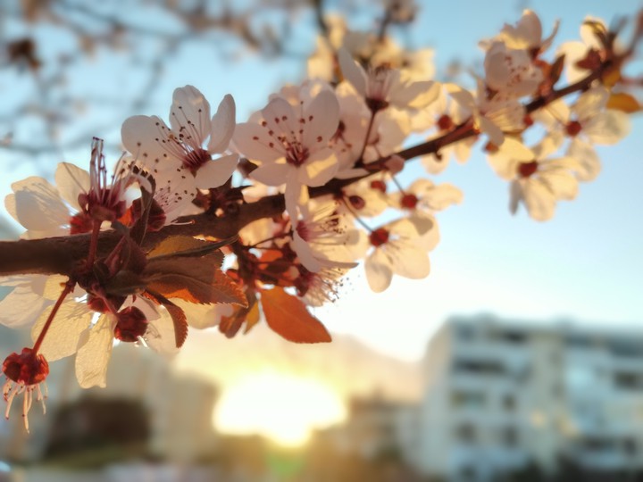 spring ?