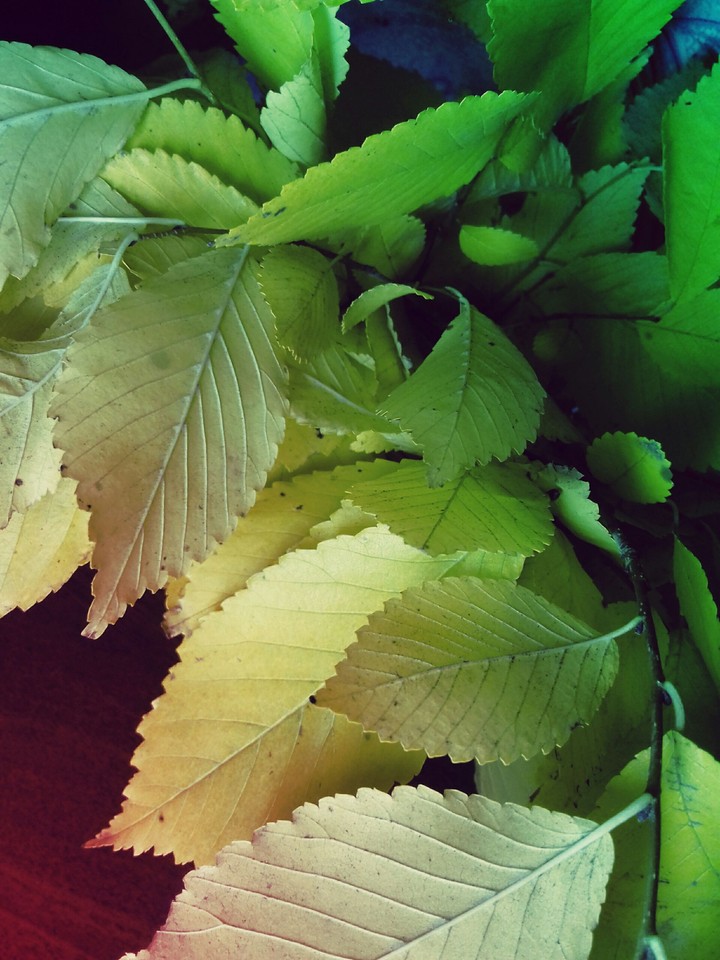 Autumn Fantasy