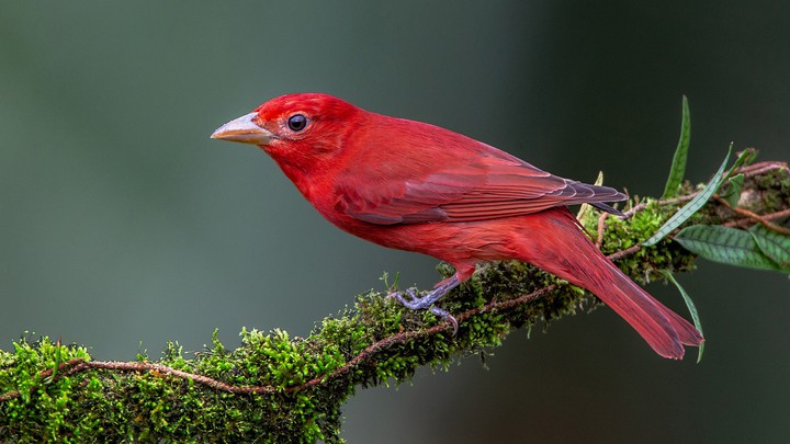 bird
