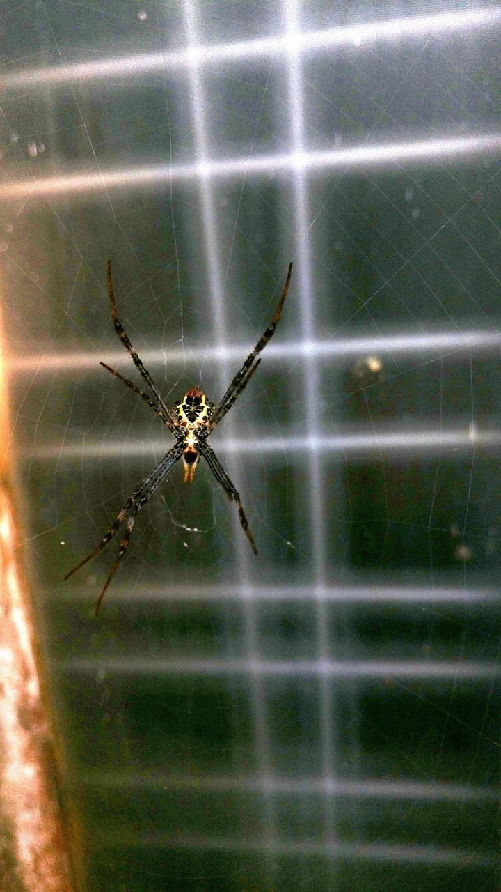 the web designer.