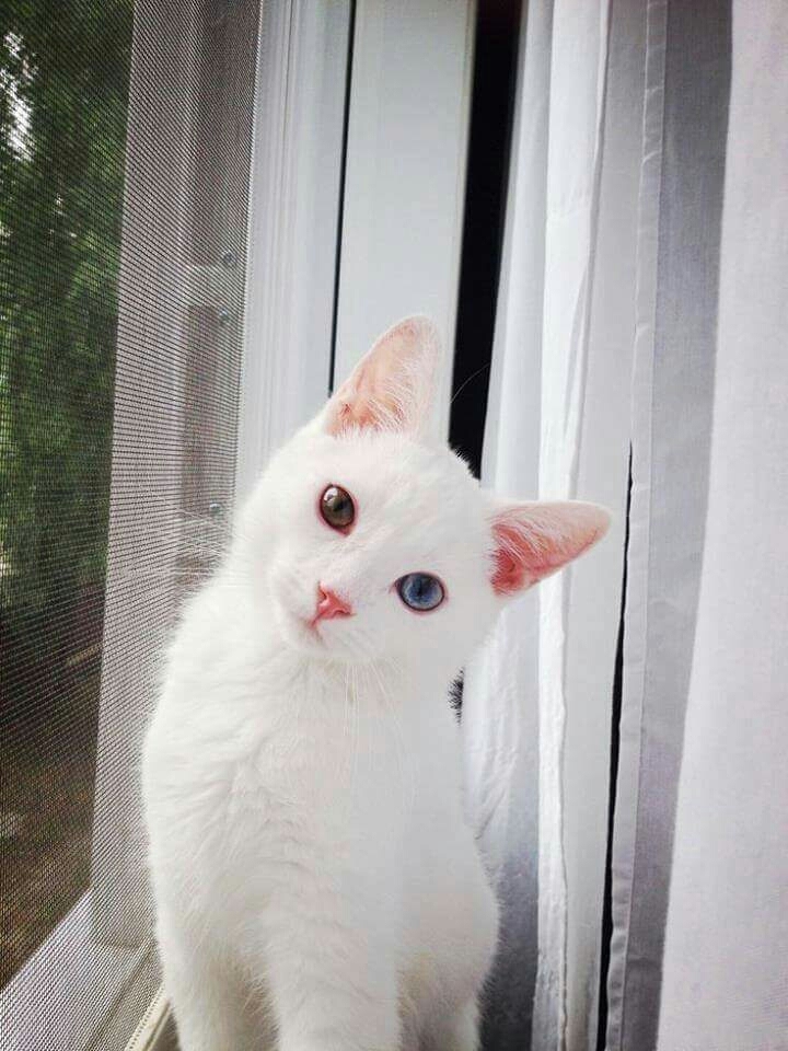 cute 