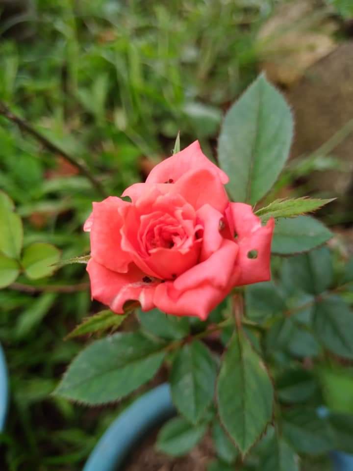 Coral or Pink