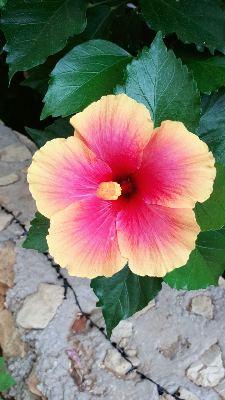 Beautiful flower ?